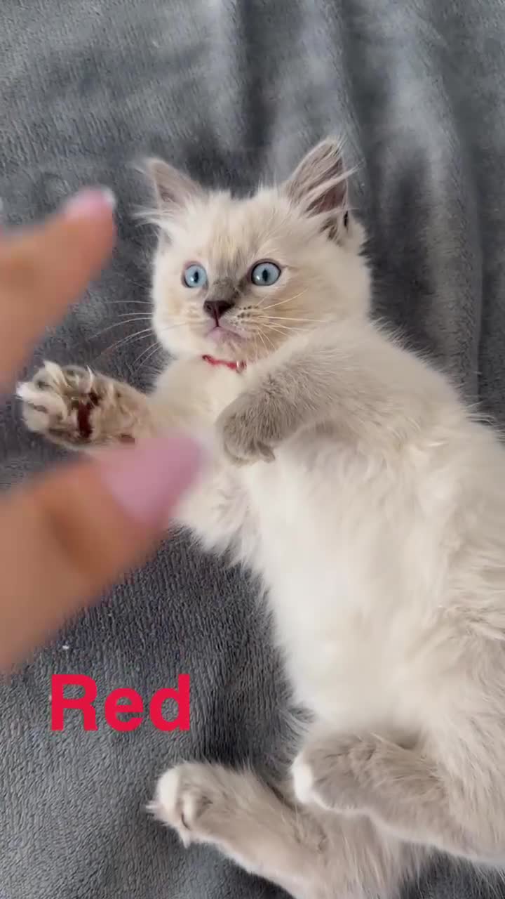 Ragdoll cats for sale: Beautiful Ragdoll Kittens  - Video 5