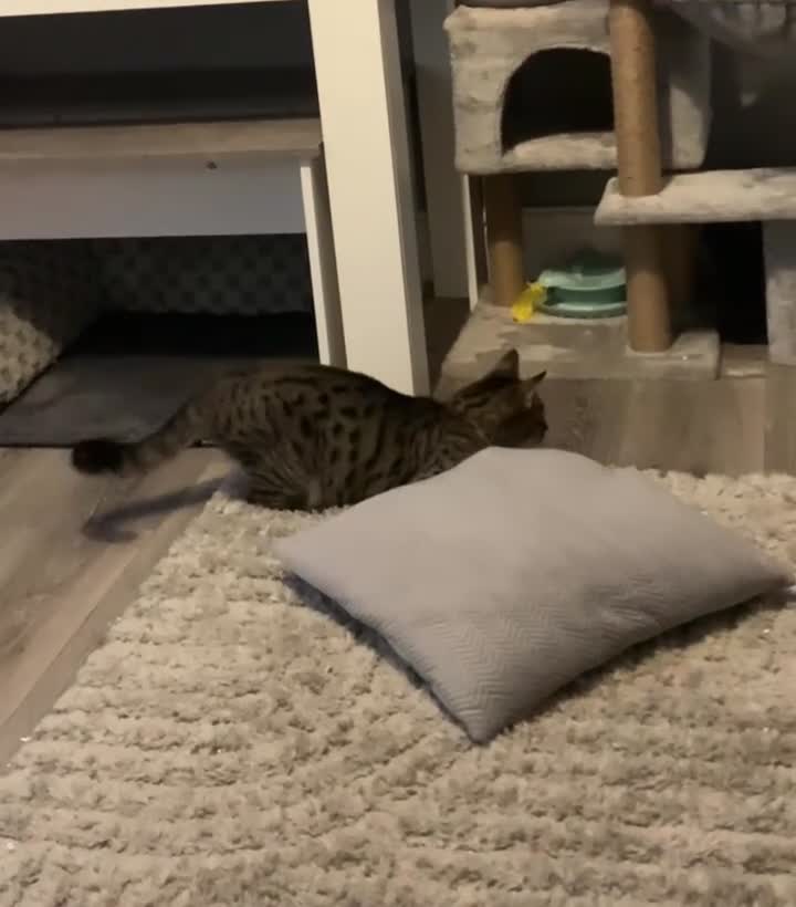 Savannah cats for sale: Tobias  - Video 1