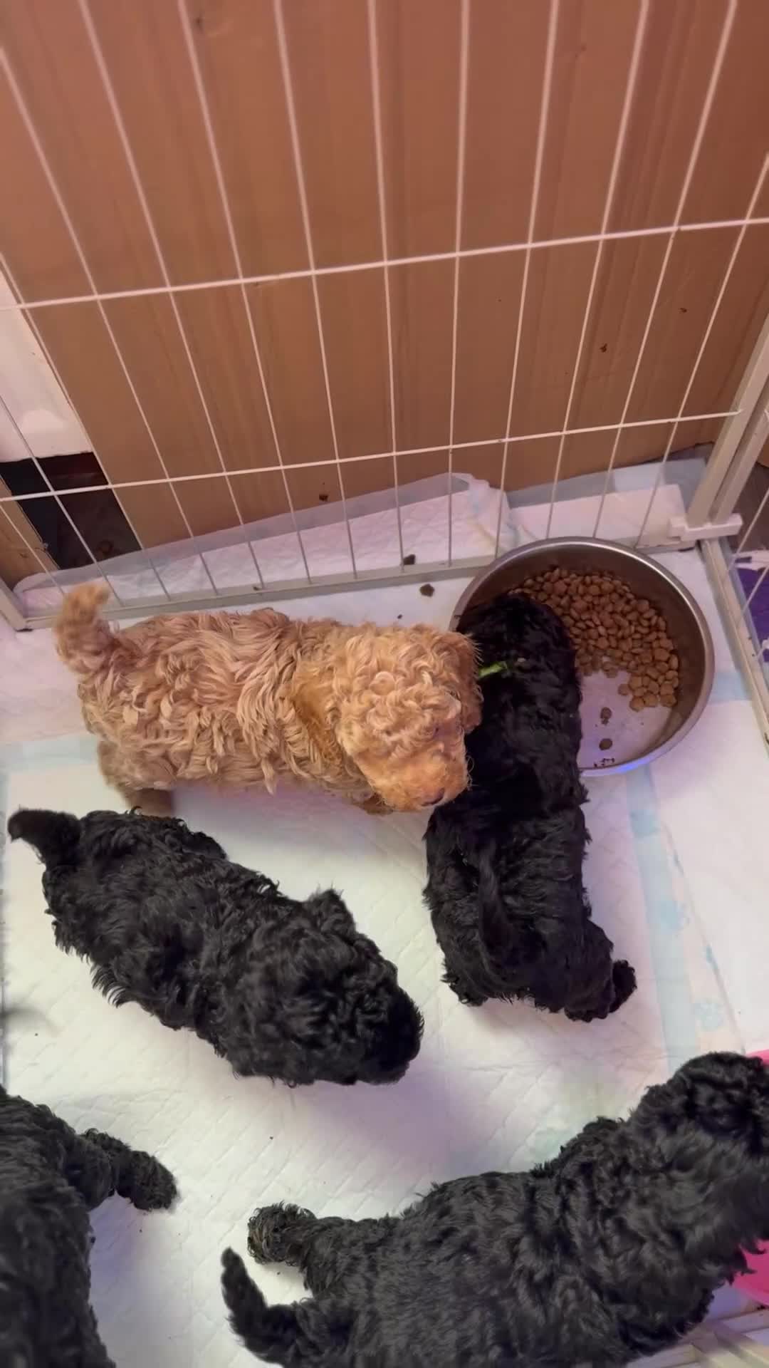 Cockapoo dogs for sale: SMALL COCKAPOO BABYS - Video 1
