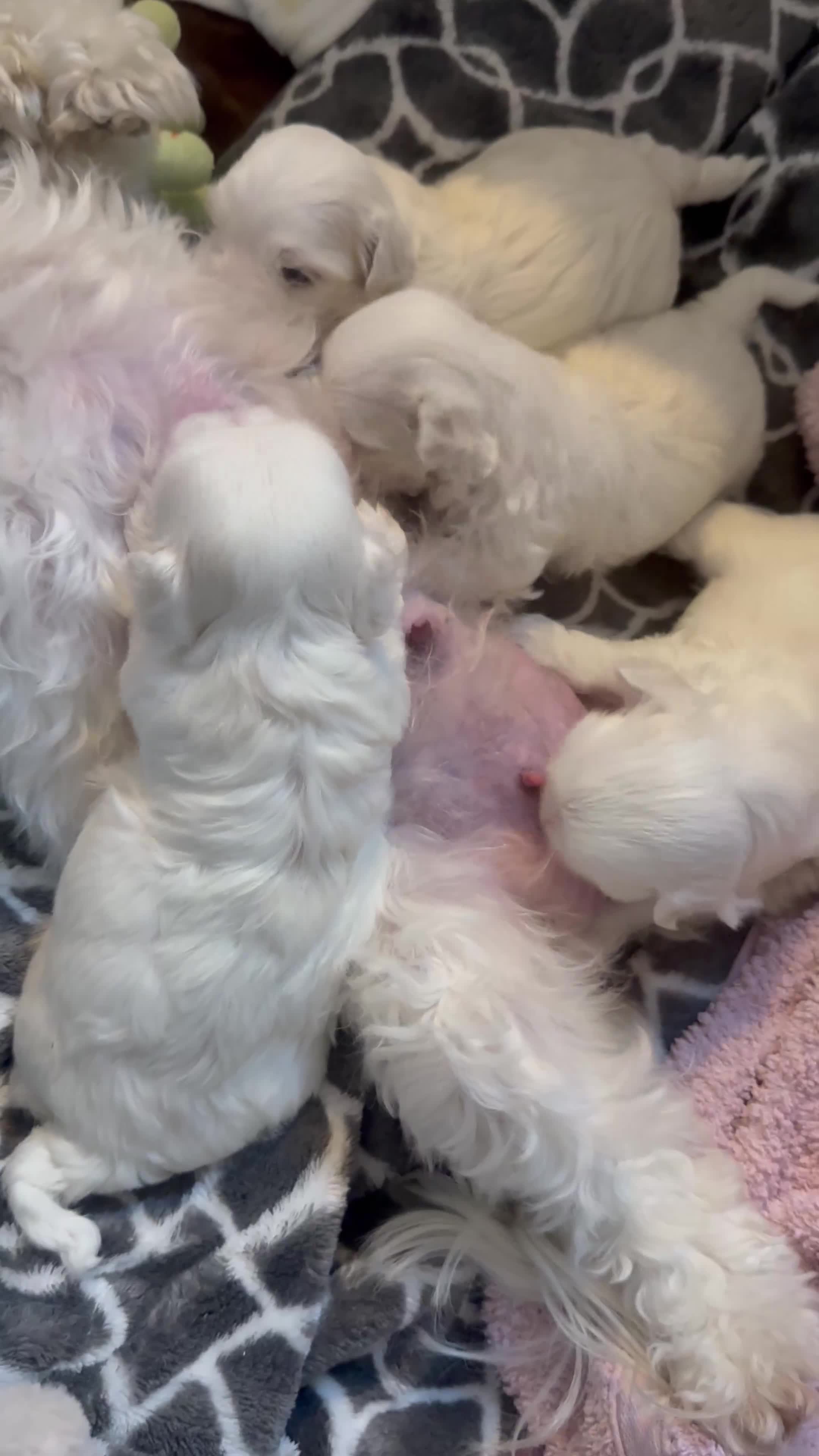 Maltese dogs for sale: Beautiful half Korean Kc reg Maltese  - Video 1