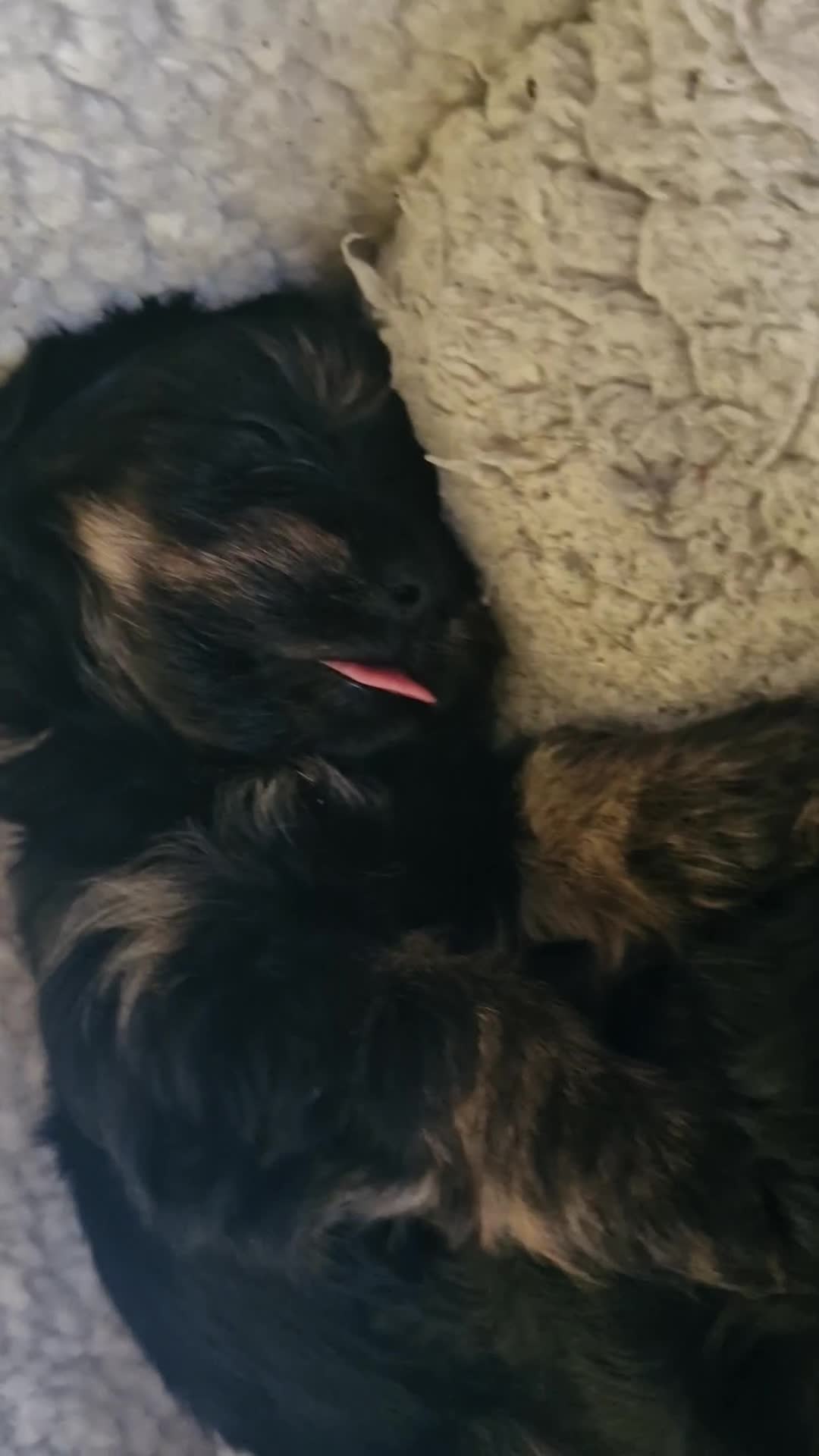 Biewer Terrier dogs for sale: 4 Black and tan Terrier pups, chipped & vaccinated - Video 1