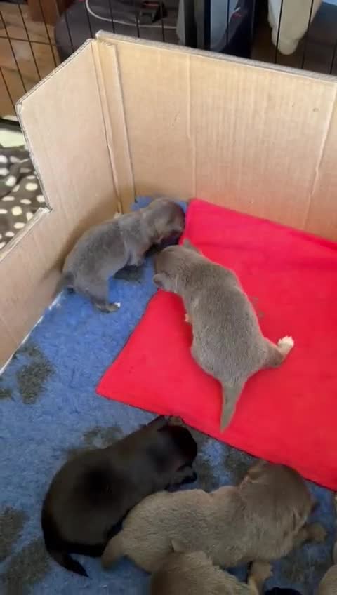 Chihuahua dogs for stud: Quality Russian import LC KC for stud in Torquay - Video 2