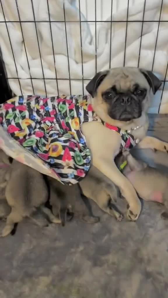 Pug dogs for sale: Home raise fawn&black Pug puppies - Video 2