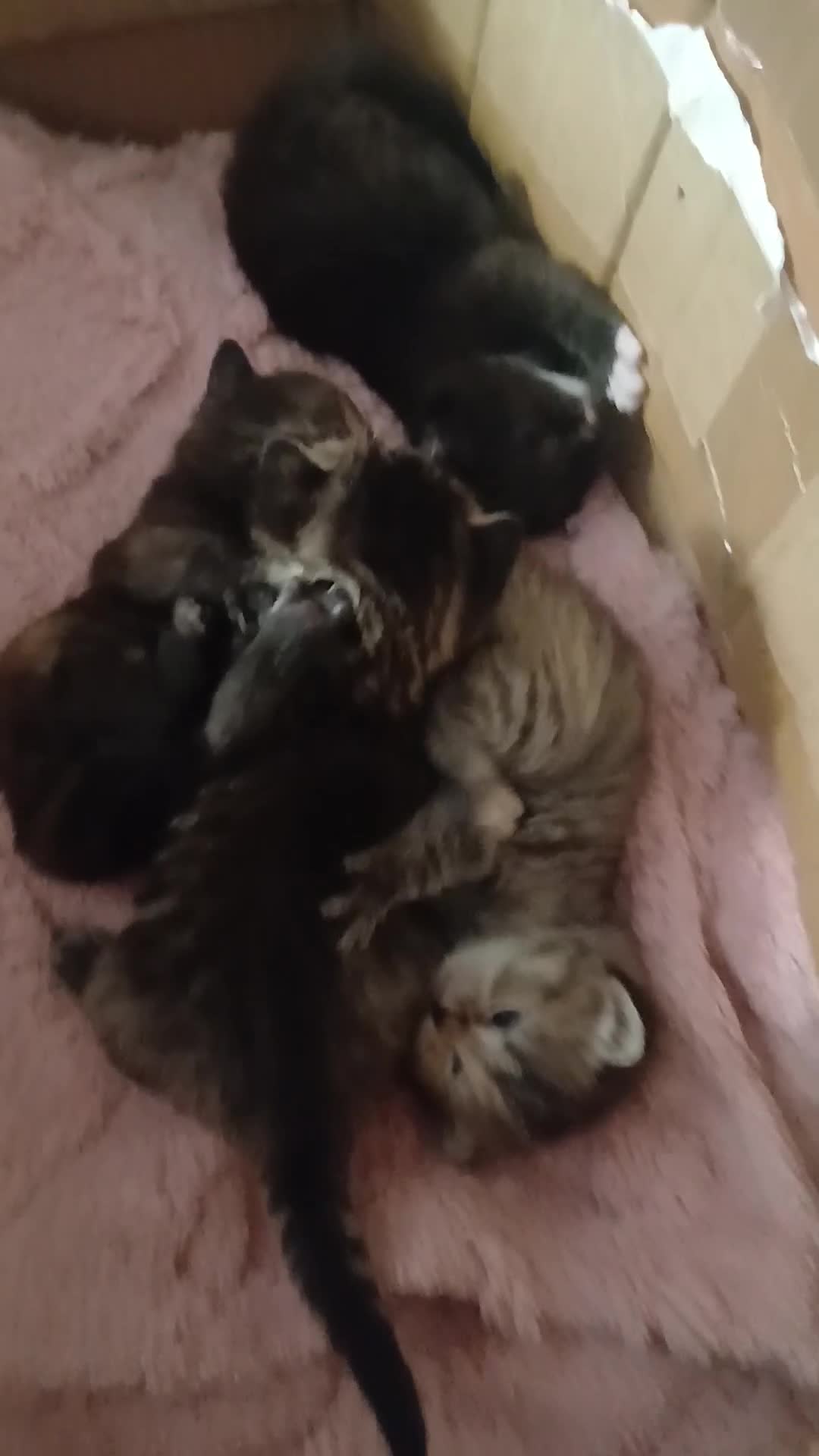 British Shorthair cats for sale: Kitten for sale  - Video 2