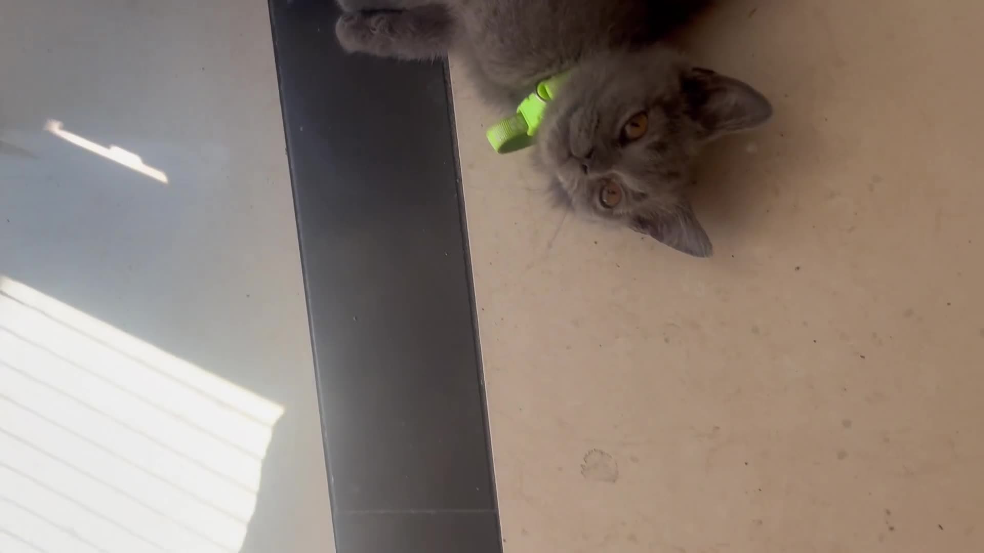 British Shorthair cats for sale: British Shorthair kittens  - Video 3