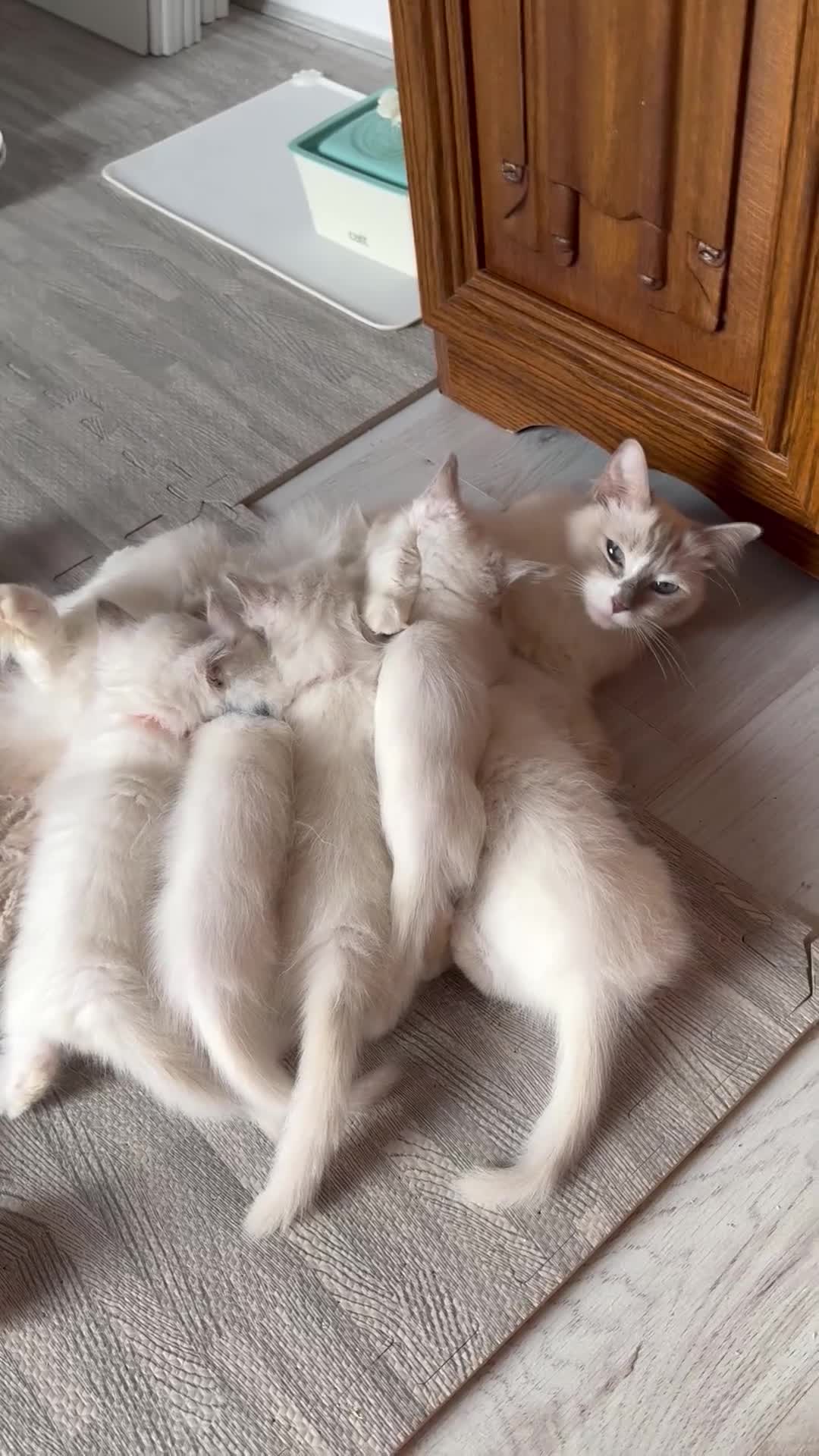 Ragdoll cats for sale: Pedigree Championship GCCF Ragdoll Kittens - Video 1