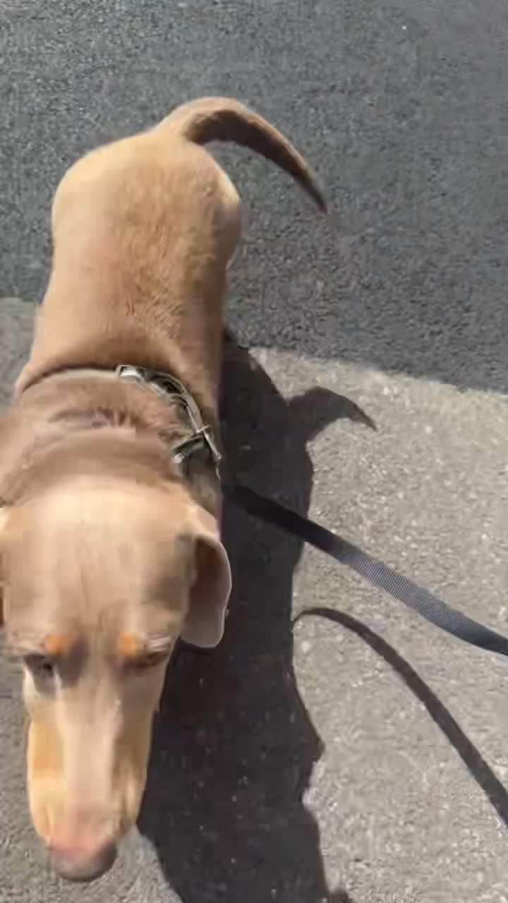 Miniature Dachshund dogs for sale: Adult dog for rehoming  in Cardiff - Video 2