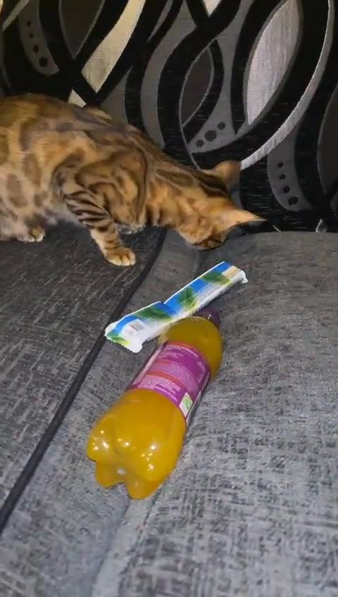 Bengal cats for sale: Nala the Bengal - Video 1
