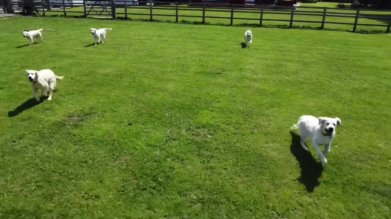 Mini Goldendoodle dogs for sale: F1 Mini GDs via 5* LICENSED + POLICE Dog Trainer - Video 1