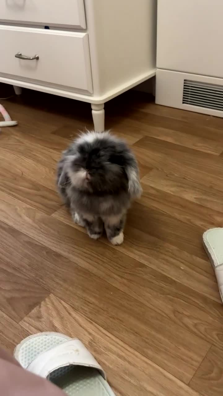 Mini Lion Lop rabbits for sale: Beautiful Bunny’s Sushi 5yrs & Marshmallow 3yrs - Video 1