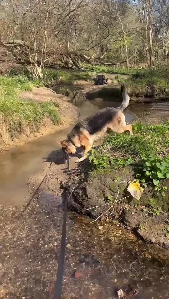 German Shepherd dogs for sale: Beautiful KC registered German Shepherd Boy in Hatfield - Video 3