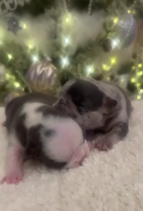 French Bulldog dogs for sale: 4 Panel Health Tested Parents  - Video 3