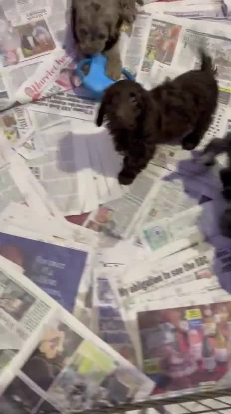 Cockapoo dogs for sale: Ready now unusual all types of colours - Video 2