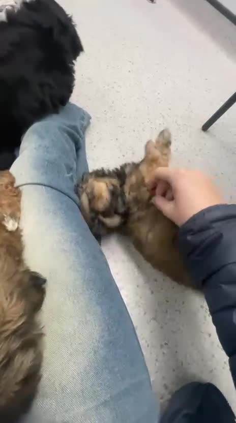 Shih Tzu dogs for sale: Adorable Shih tzu Puppies  - Video 1