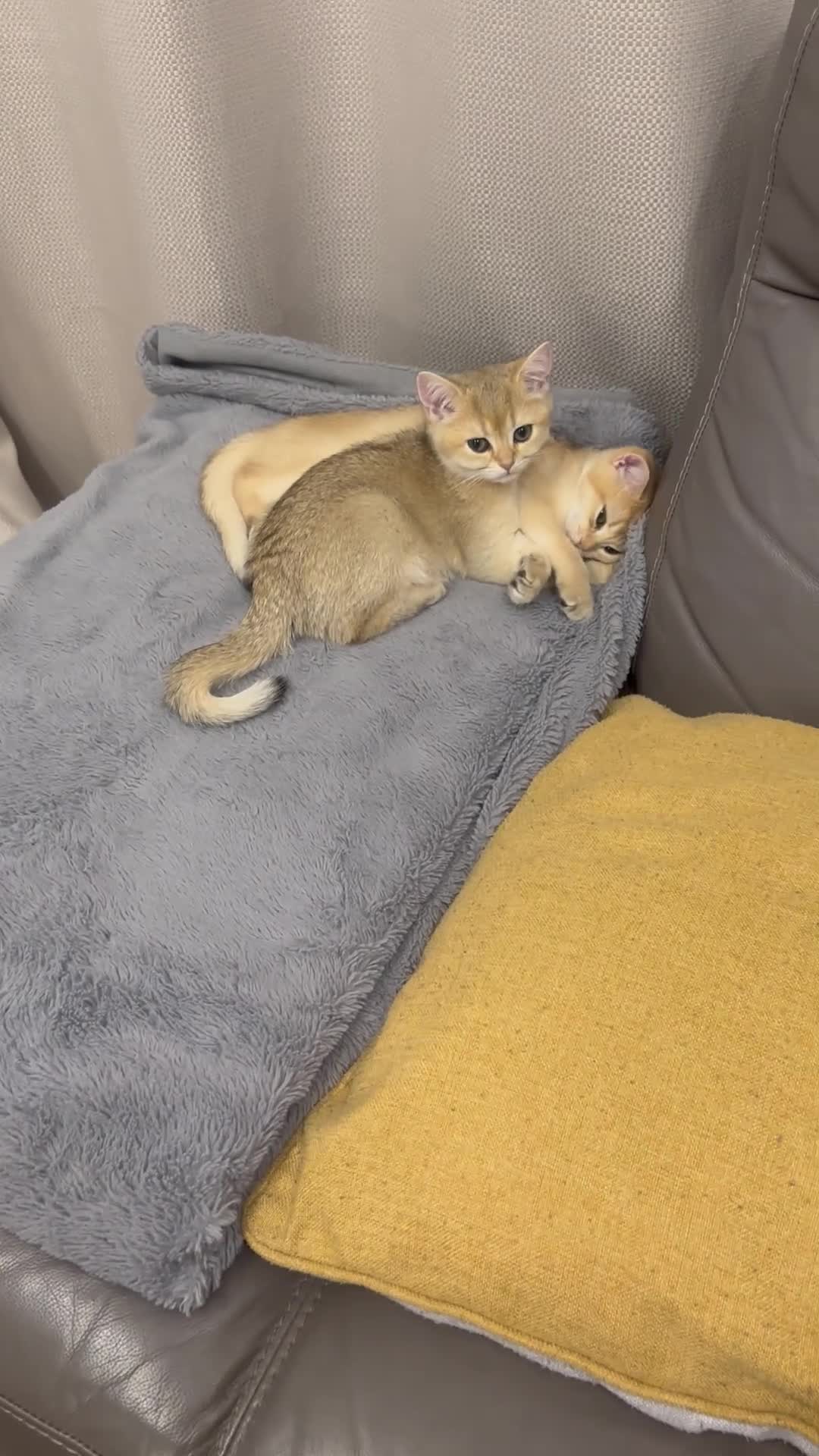 British Shorthair cats for sale: Last British Shorthair Golden kitten GCCF reg - Video 1