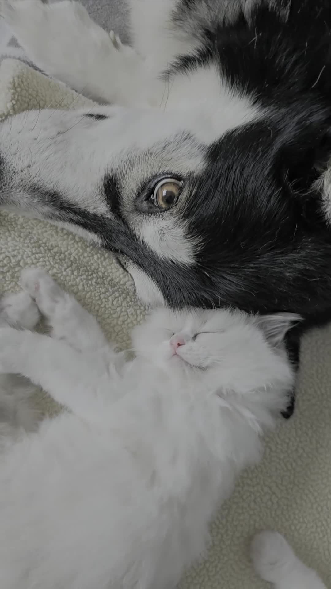 Ragdoll cats for sale: Beautiful Ragdoll kittens 😻😻😻 - Video 1