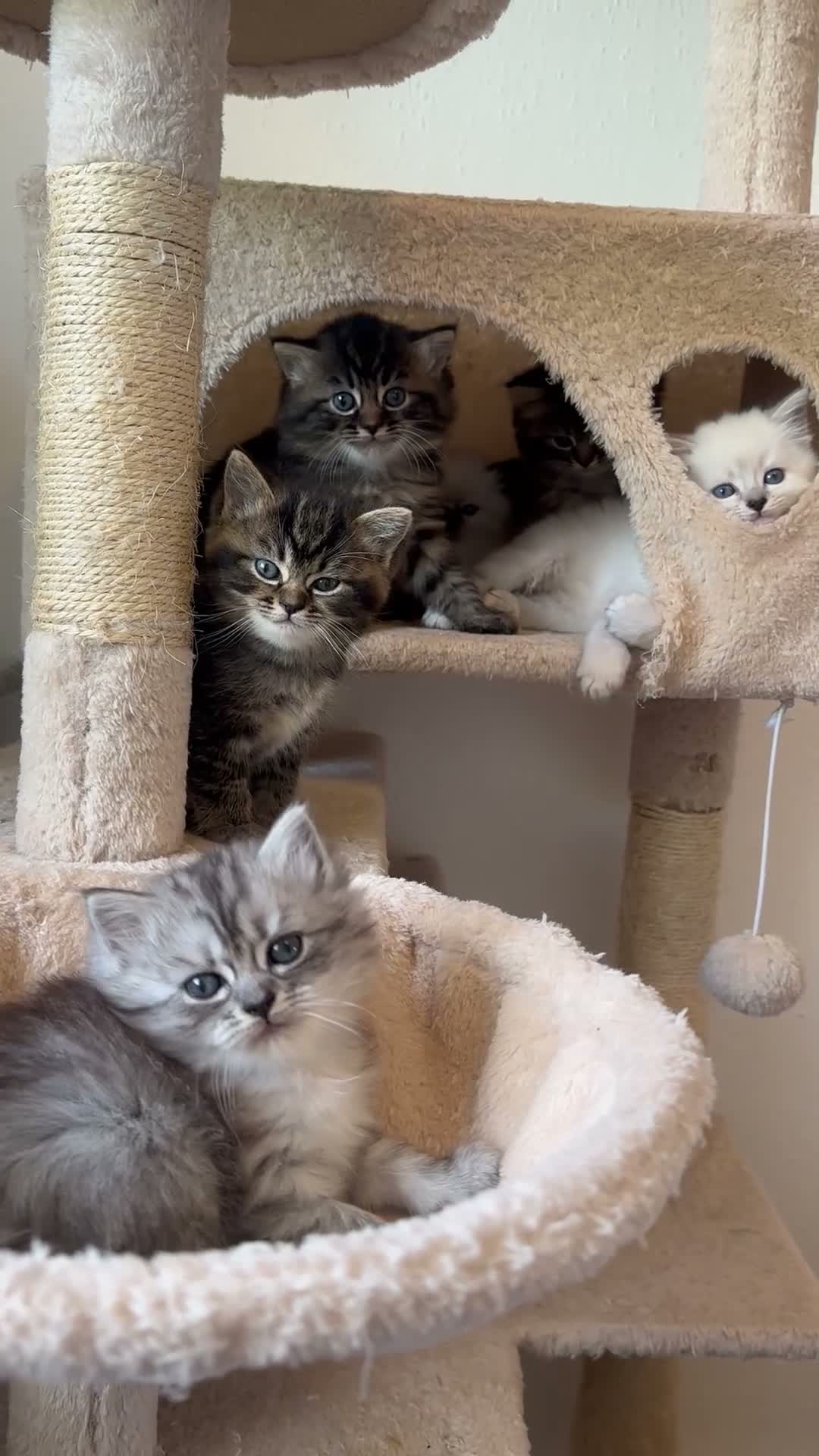 Persian cats for sale: Persian-Ragdoll Kittens - Affectionate and Fluffy - Video 2