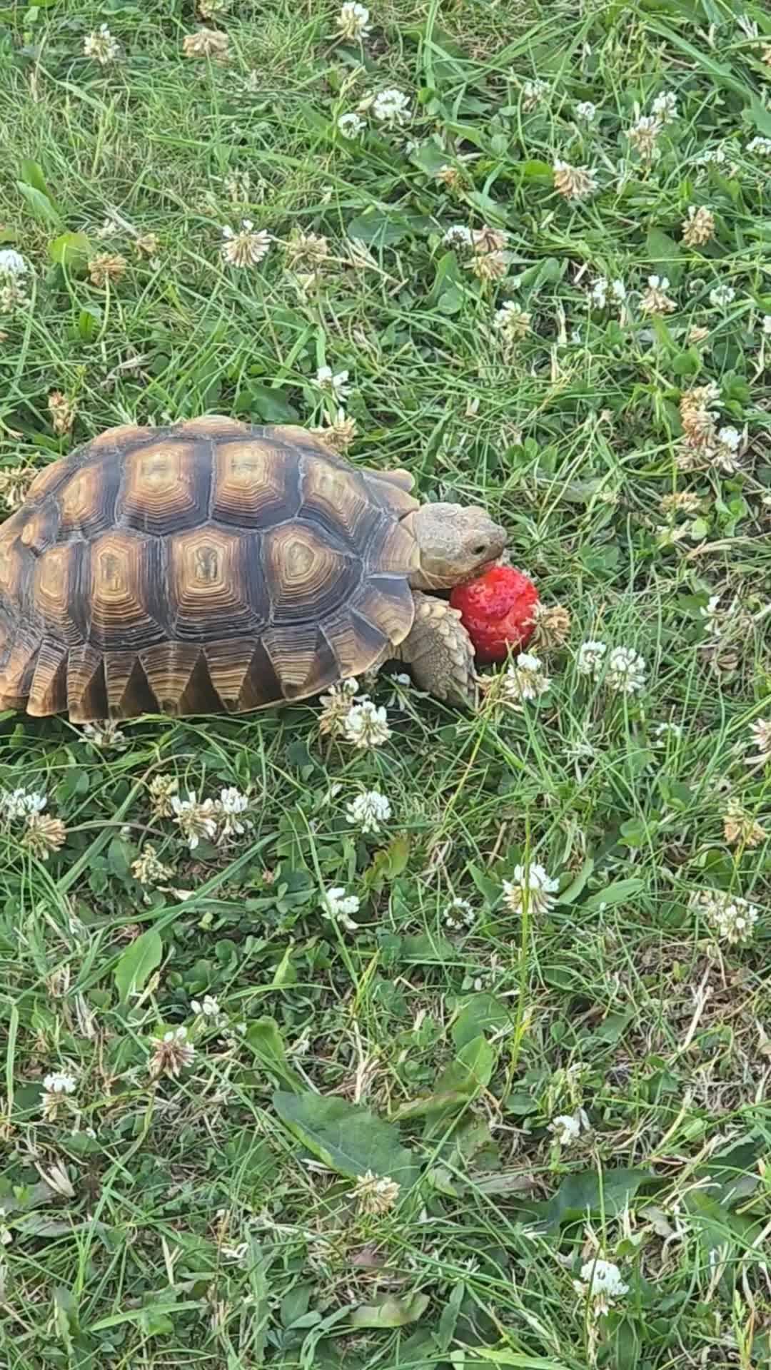 Tortoise reptiles for sale: 3 year old Sulcata Tortoise  - Video 2