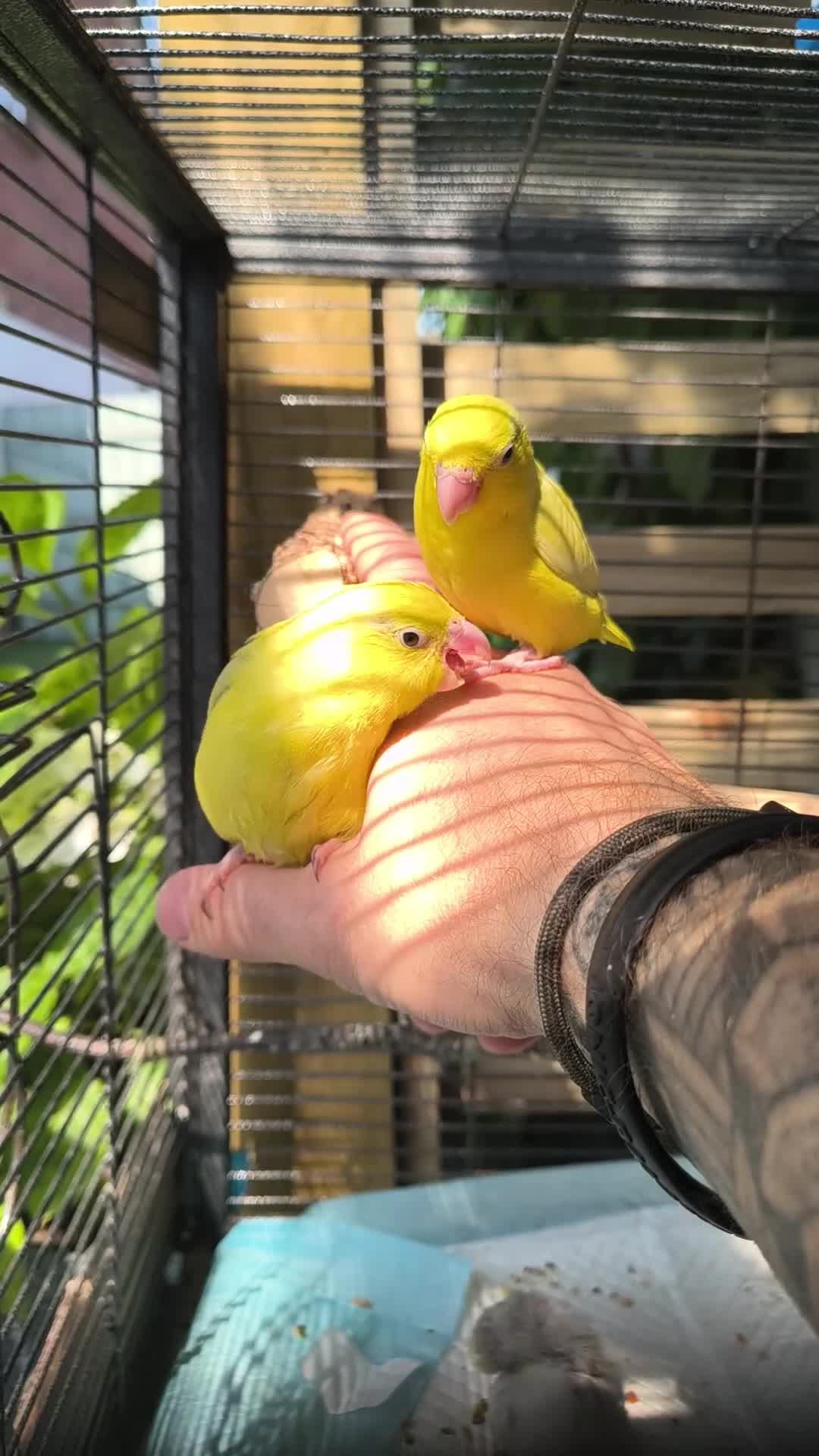 Parrots birds for sale: Celestial parrotlet  in Antrim - Video 1