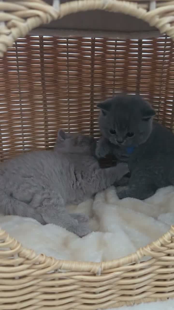 British Shorthair cats for sale: 🐾🏡GCCF Registered BSH Kittens | Champion Line 💫 in Pinner - Video 1