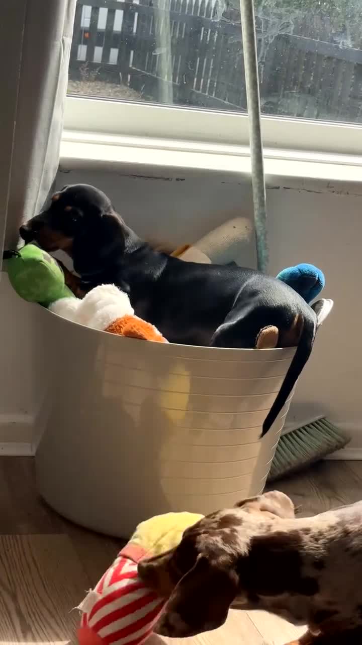 Miniature Dachshund dogs for sale: Dogs need to be rehomed in Hull - Video 1