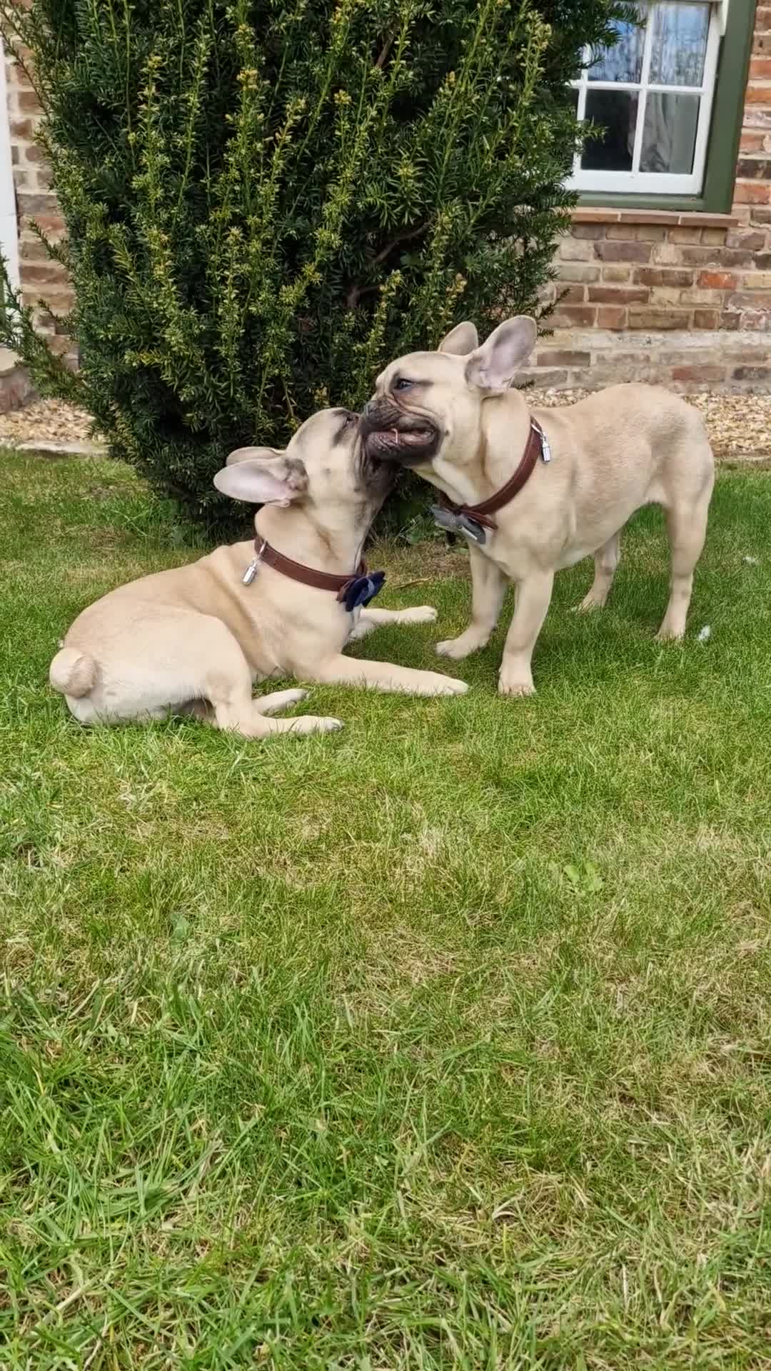 French Bulldog dogs for sale: Male French Bulldog - Video 1
