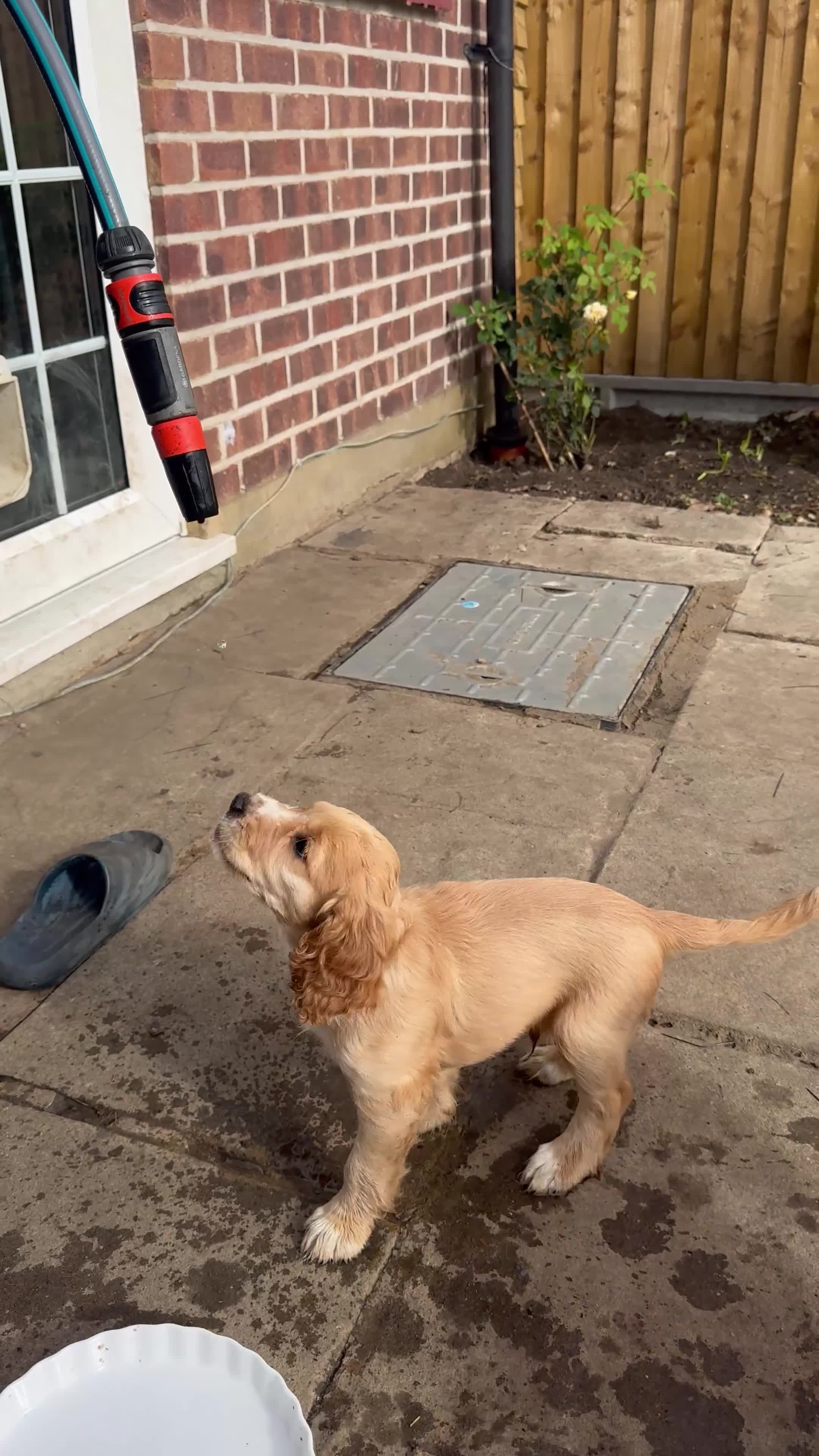 Cocker Spaniel dogs for sale: Cocker spaniel KC Registered,working type - Video 1