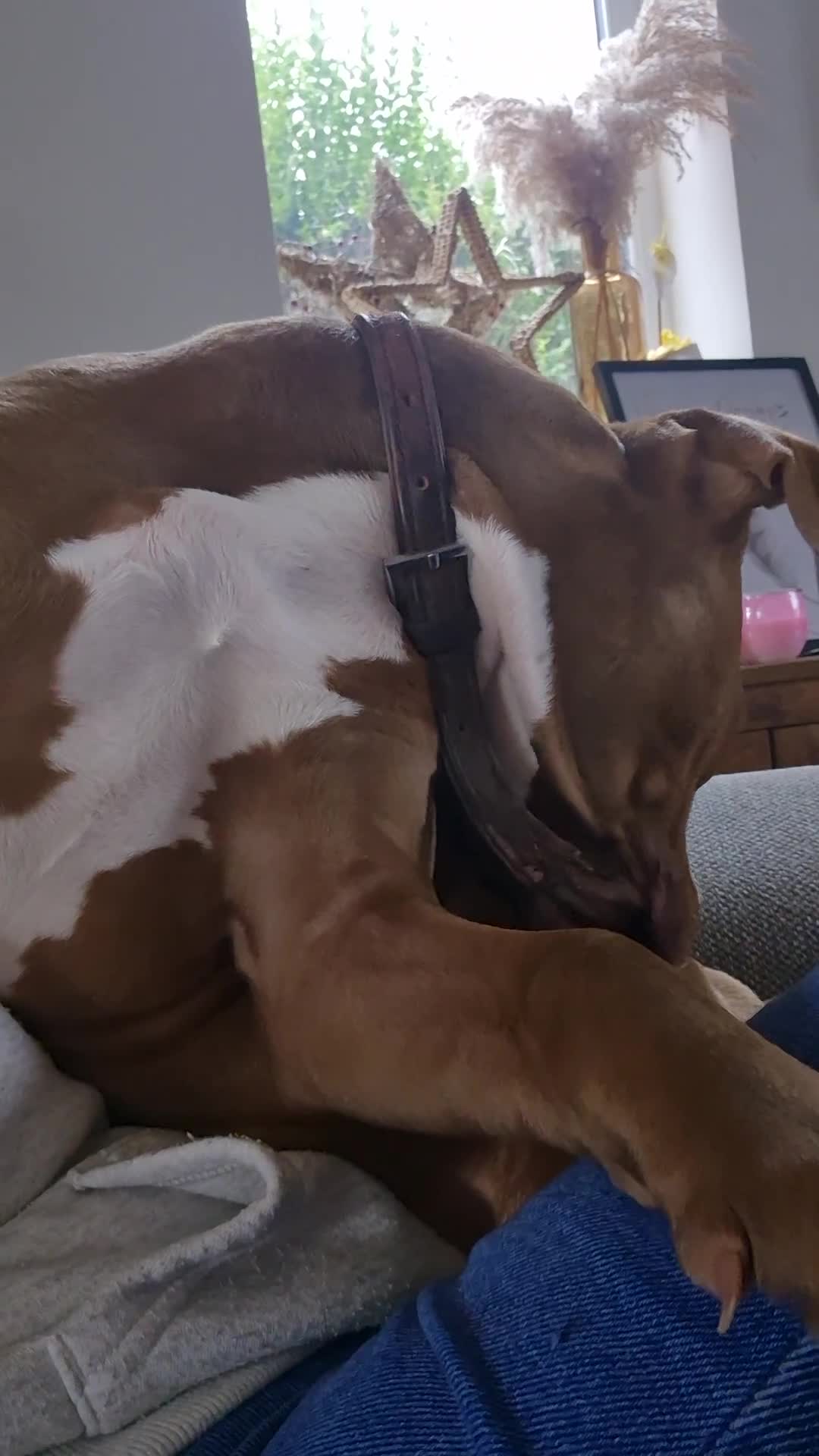 Mixed Breed dogs for sale: Honey is looking her home 💕 - Video 2