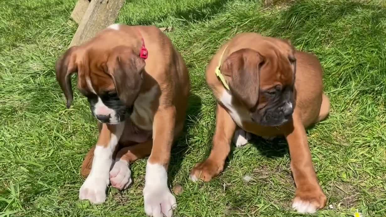 Boxer dogs for sale: Beautifull Boxer pups fully vaccinated - Video 1