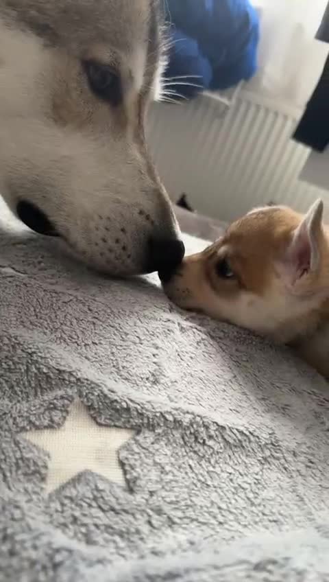 Saarloos Wolfdog dogs for sale: Wolfdog puppies. 1 boy, 3 girls available  in Wigan - Video 1