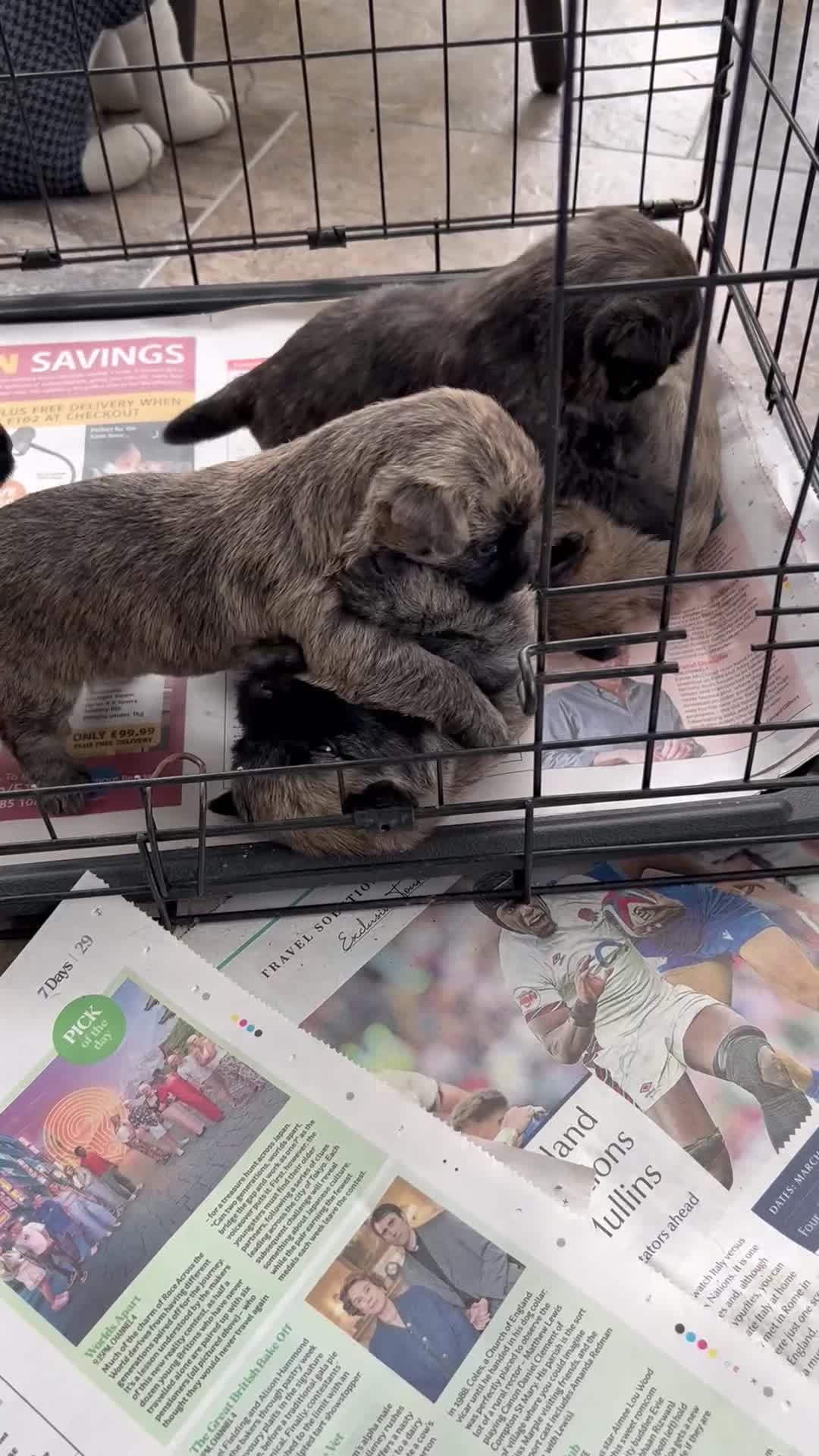 Cairn Terrier dogs for sale: CAIRN TERRIER PUPPIES - Video 1