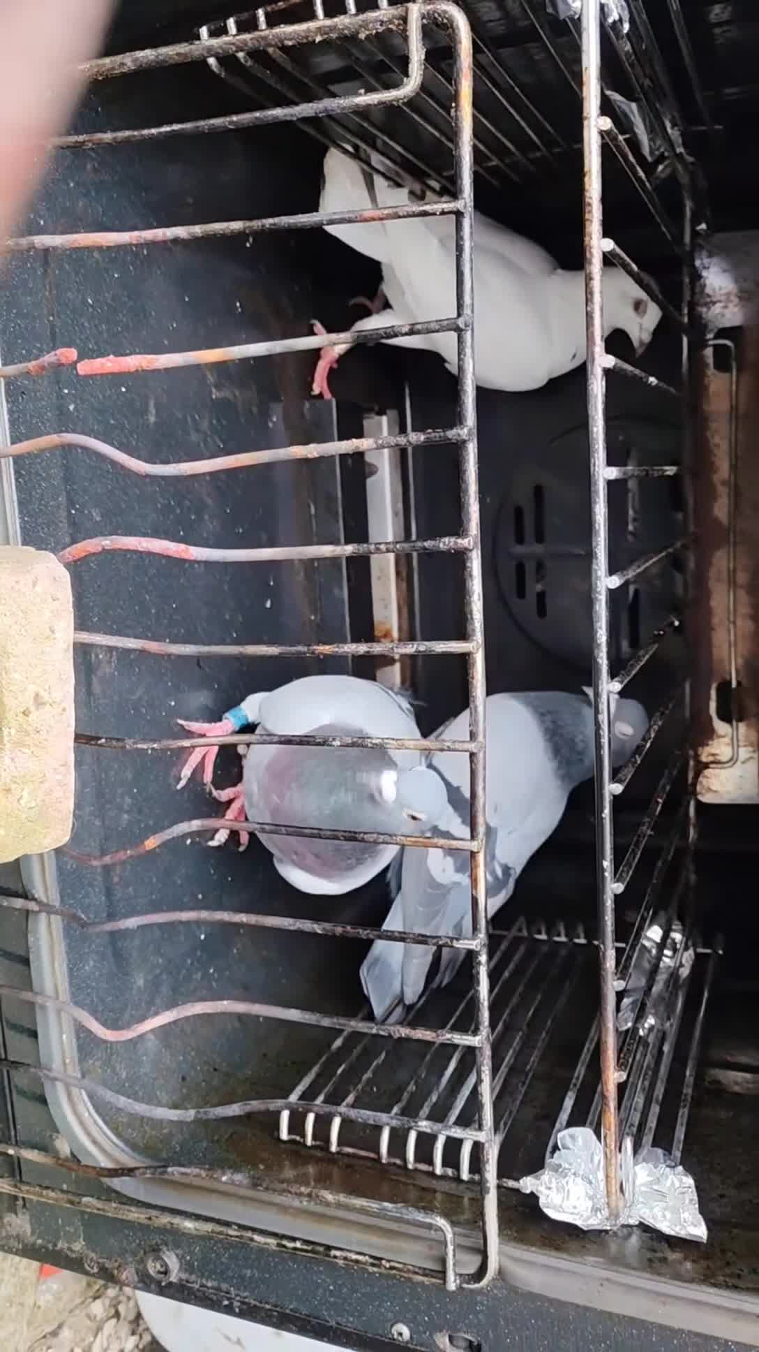 Pigeons birds for sale: GOOD DEAL! - Video 1