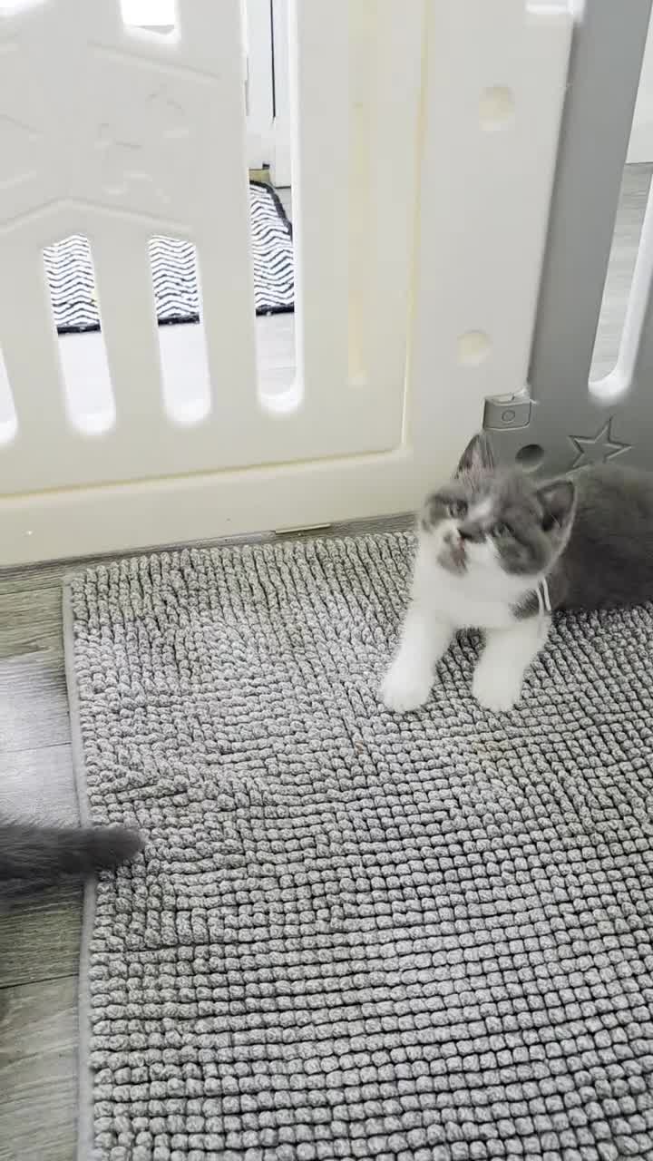 British Shorthair cats for sale: 5 Beautiful British short hair kittens available  - Video 1