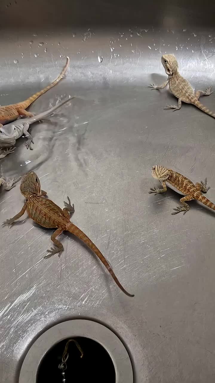 Bearded Dragon reptiles for sale: Bearded dragons  babies  - Video 1