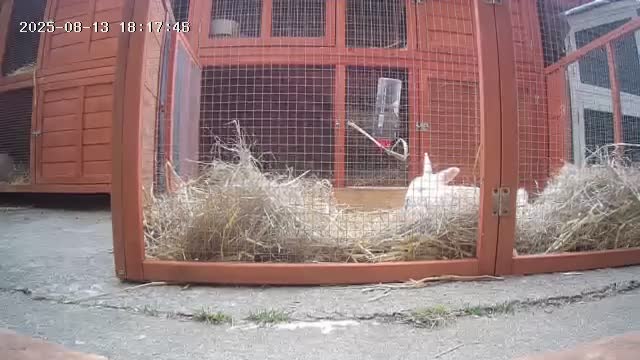 New Zealand rabbits for sale: New zealand white Baby rabbits 5weeksold  for sale - Video 5