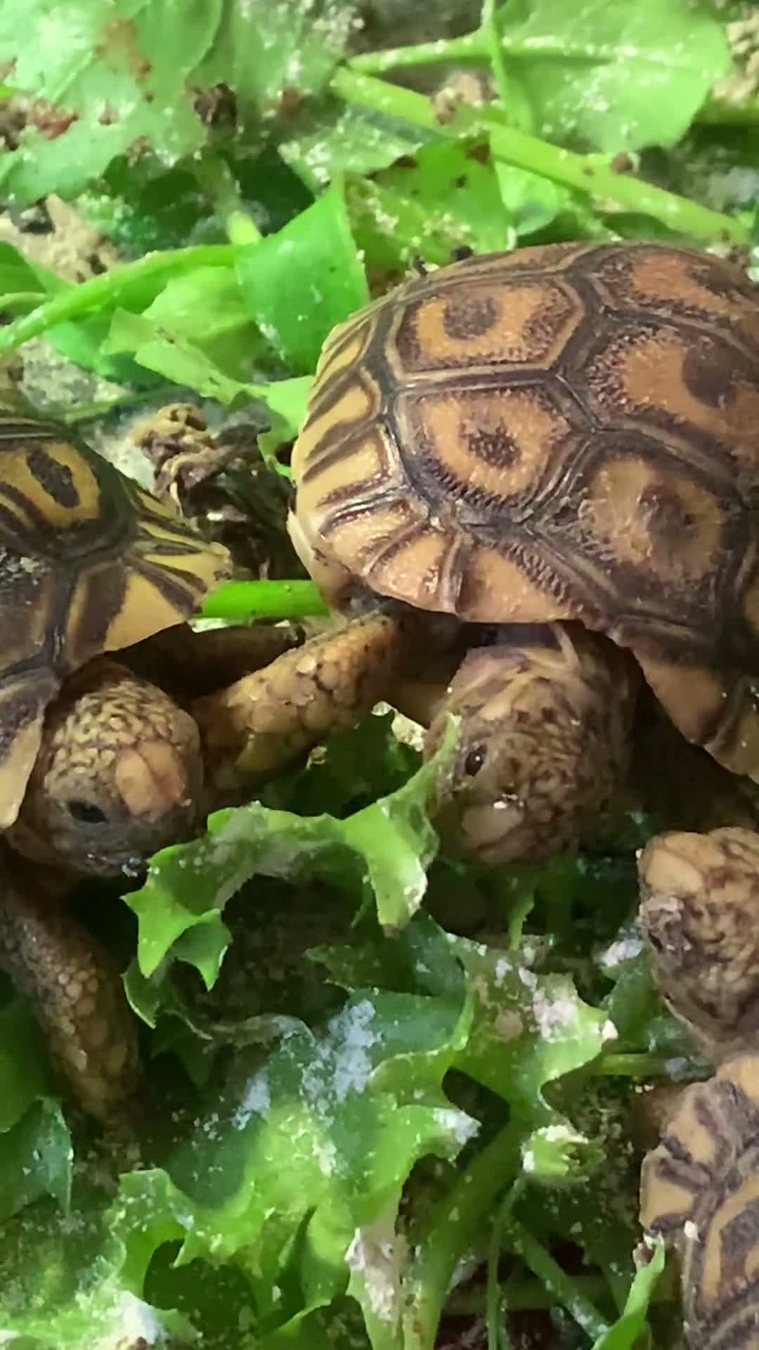 Tortoise reptiles for sale: BABY LEOPARD TORTOISES in Preston - Video 2