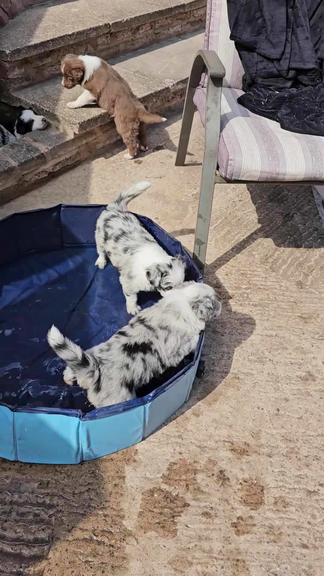 Border Collie dogs for sale: Stunning Border Collie Puppies - Video 4