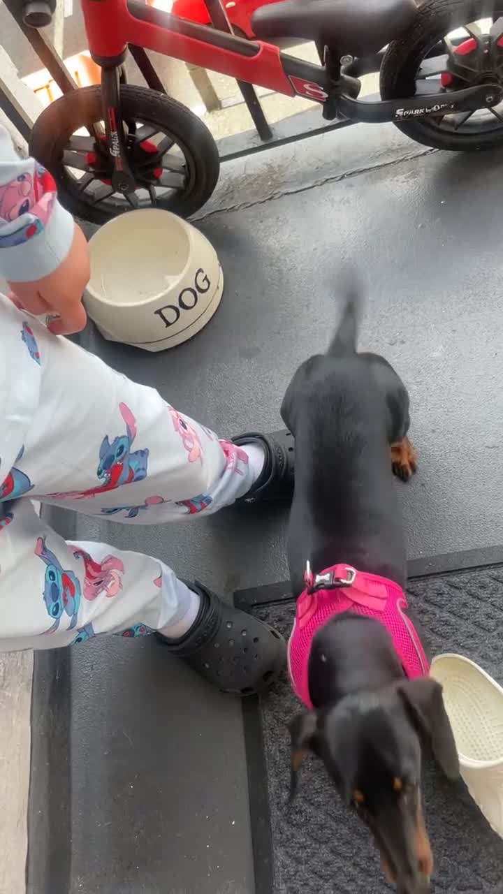 Dachshund dogs for sale: Miniature dachshund 7 month old  - Video 1