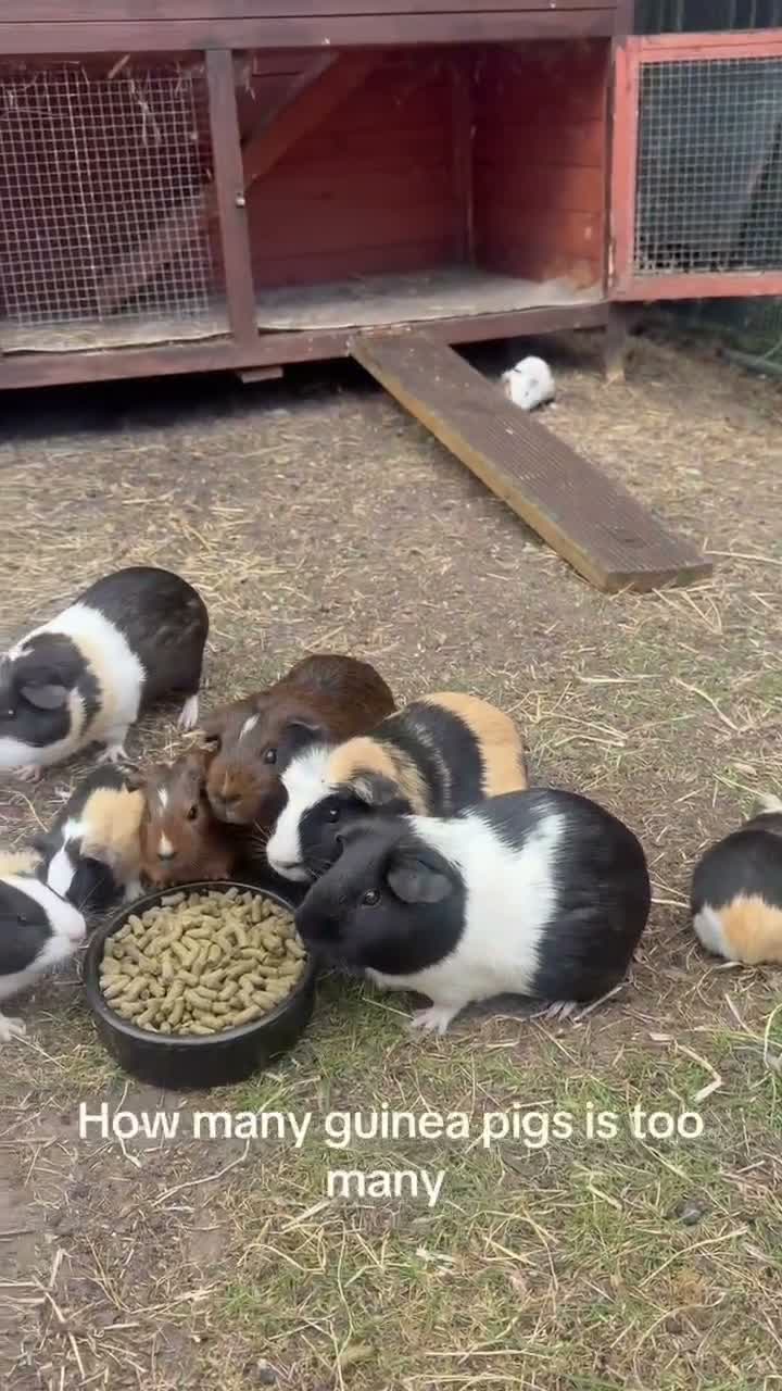 Guinea Pig rodents for sale: Mixed age guinea pigs  - Video 1