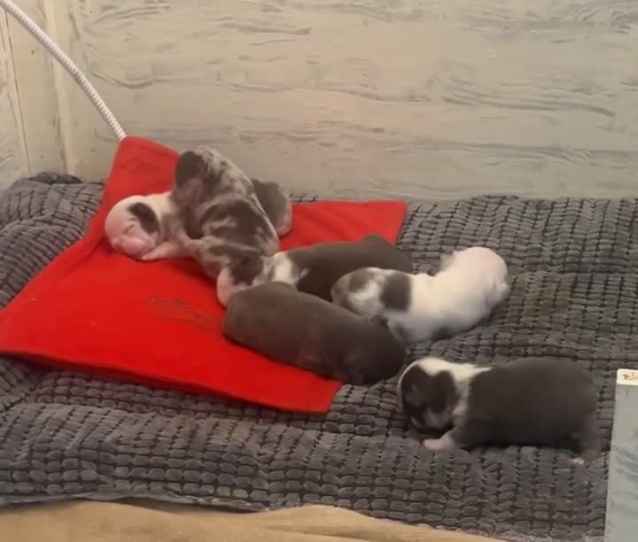 French Bulldog dogs for sale: 4 Panel Health Tested Parents  - Video 5