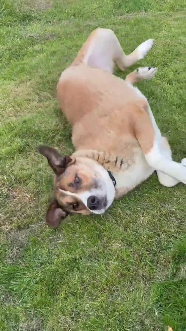 Mixed Breed dogs for adoption: Meet Duke 🐾 - Video 1