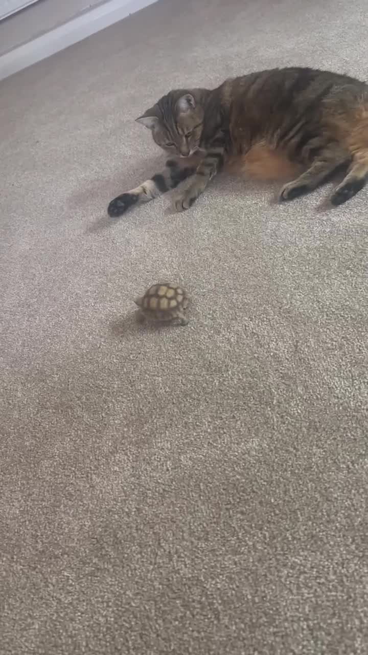 Tortoise reptiles for sale: Sulcata Tortoise 1.5yrs old in Rochdale - Video 2