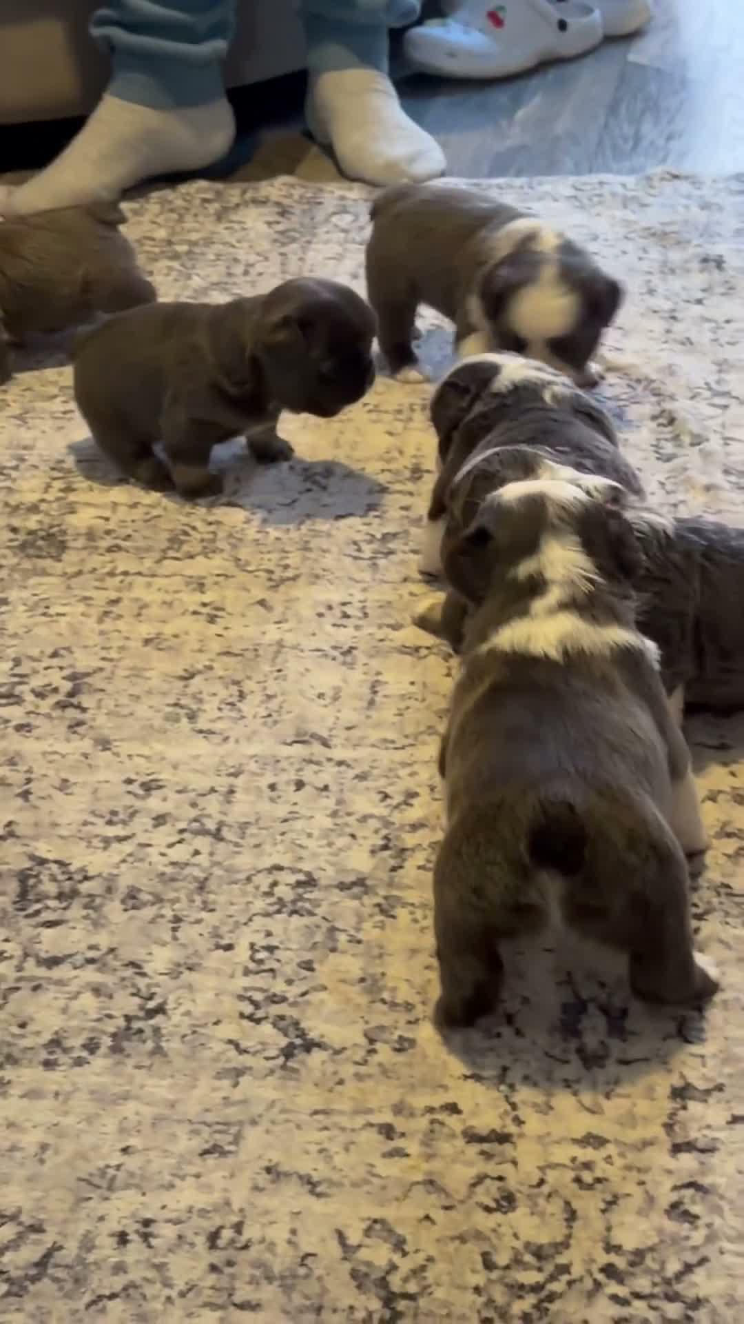French Bulldog dogs for sale: Fluffy french bulldogs in Newton Abbot - Video 1