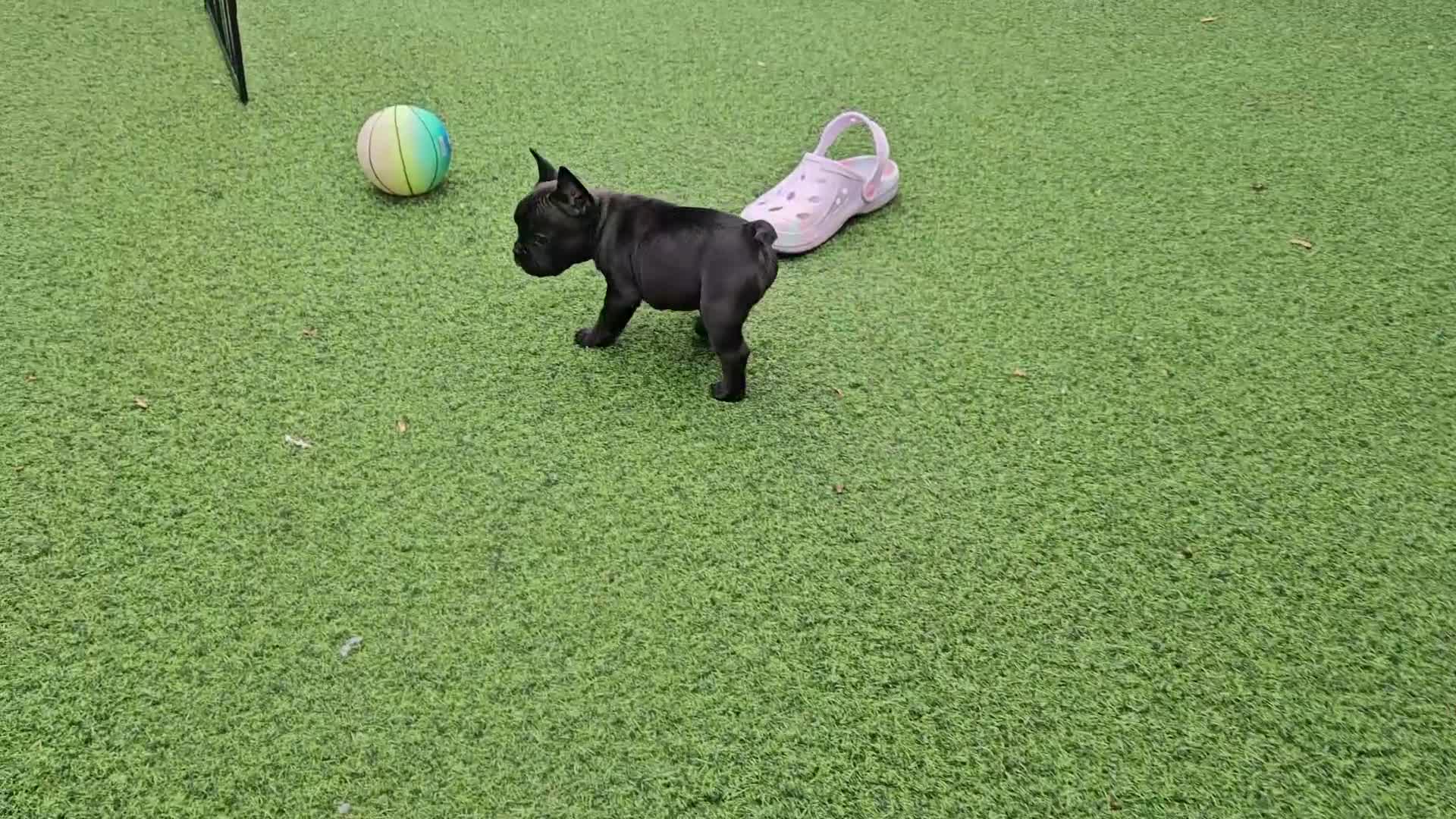 French Bulldog dogs for sale: *NOW REDUCED*KC registered French bulldog puppies  - Video 3