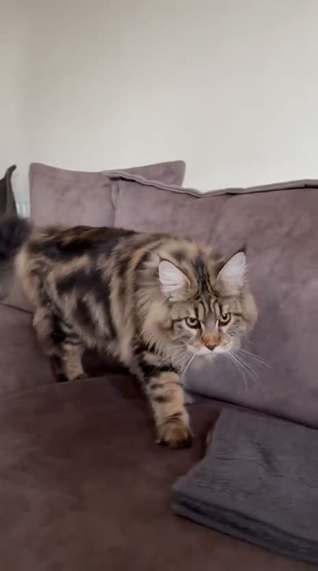 Maine Coon cats for sale: CHAMPION BLOODLINE KITTENS ❤️ - Video 1