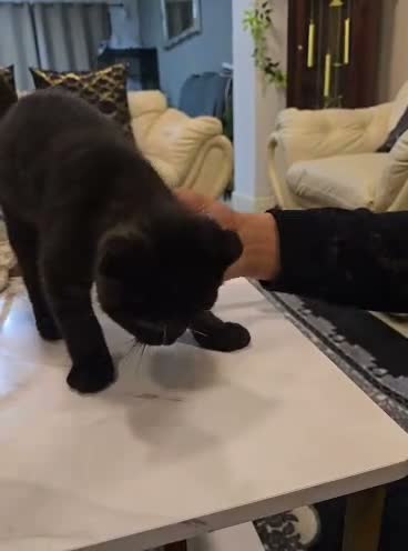 Scottish Fold cats for sale: Scottish Fold Kittens  - Video 2
