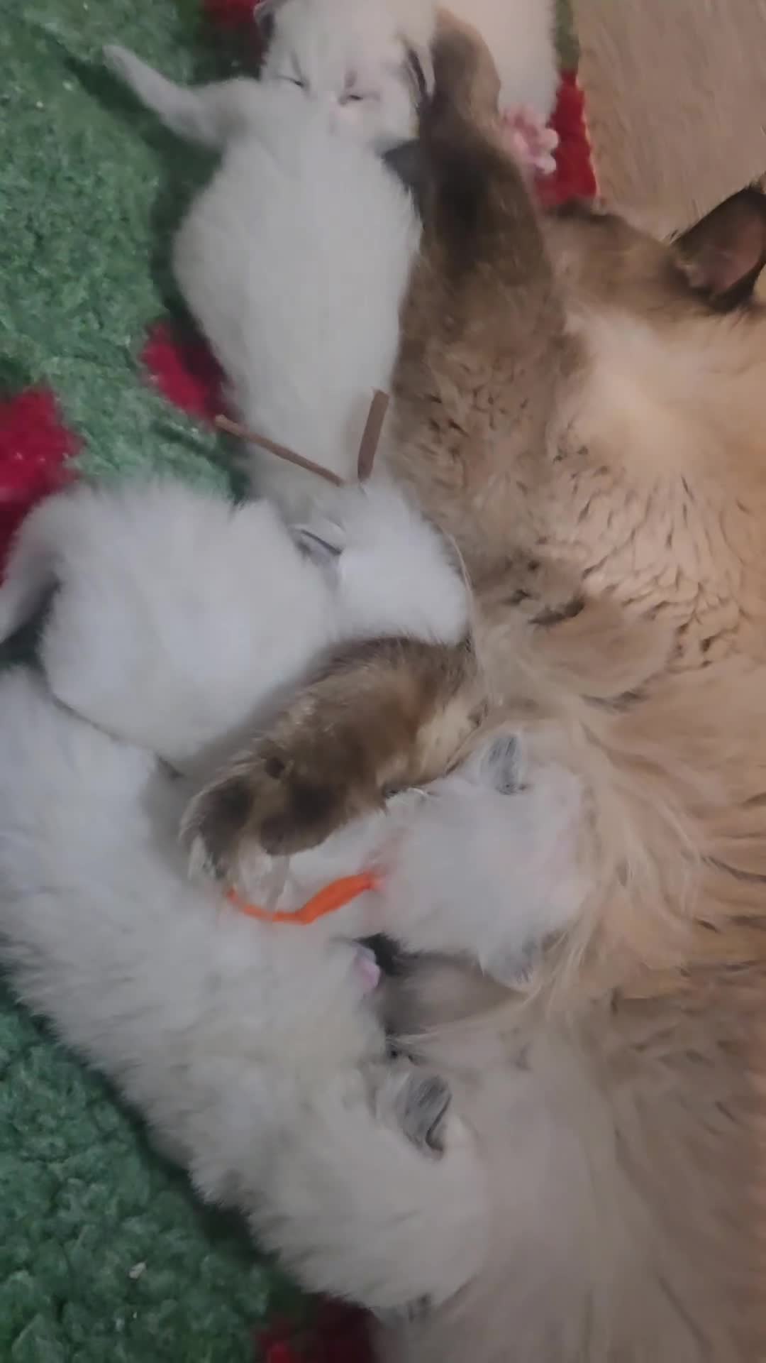 Ragdoll cats for sale: Beautiful TICA Ragdoll Kittens  - Video 1