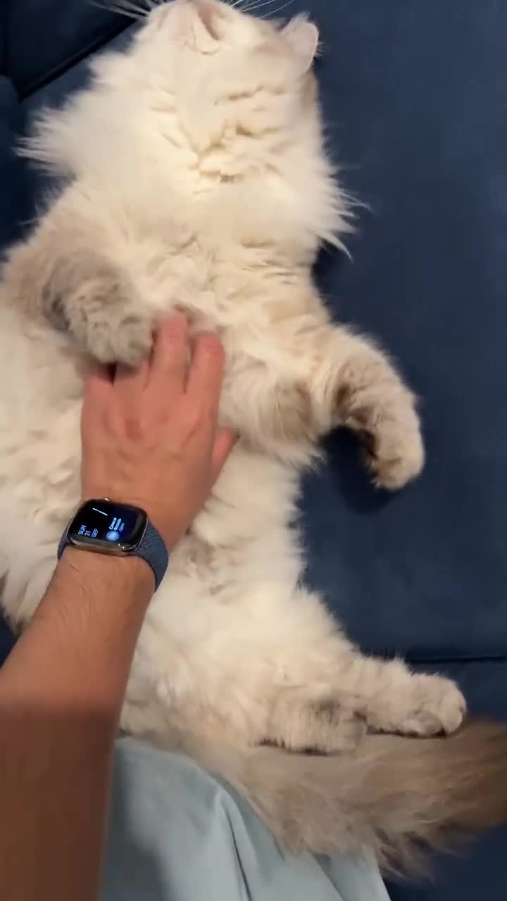 Siberian cats for sale: GCCF Registered Siberian Neva Masquerade Kittens - Video 1