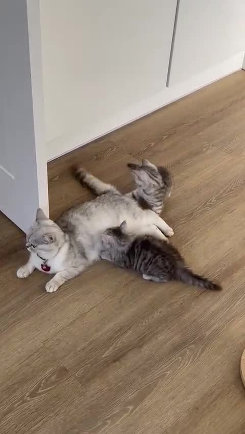 Mixed Breed cats for sale: Adorable boys kittens 3 x Silver Tabby 1x Tabby - Video 1