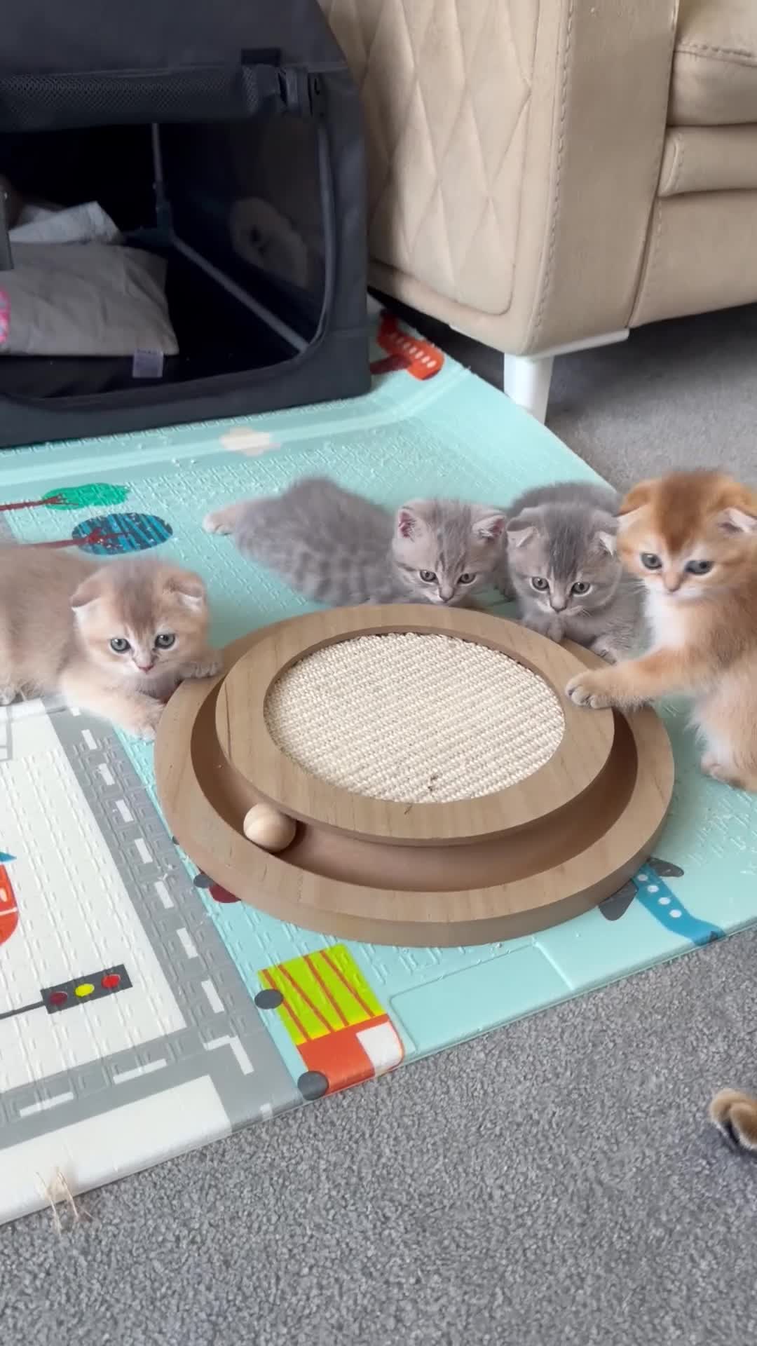 Scottish Fold cats for sale: Full Pedigree Beautiful Scottish Fold Kittens tica - Video 4